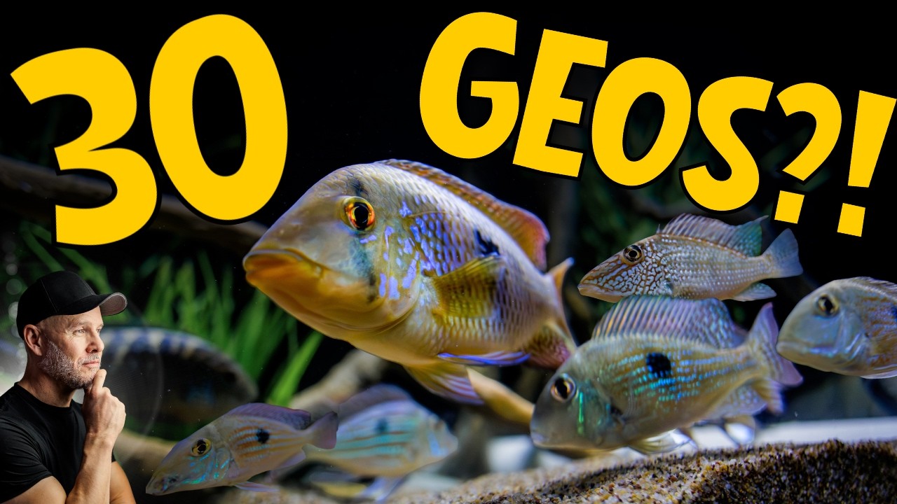 I CAN'T STOP Buying Geophagus and I've Spent $1,400 to Prove It