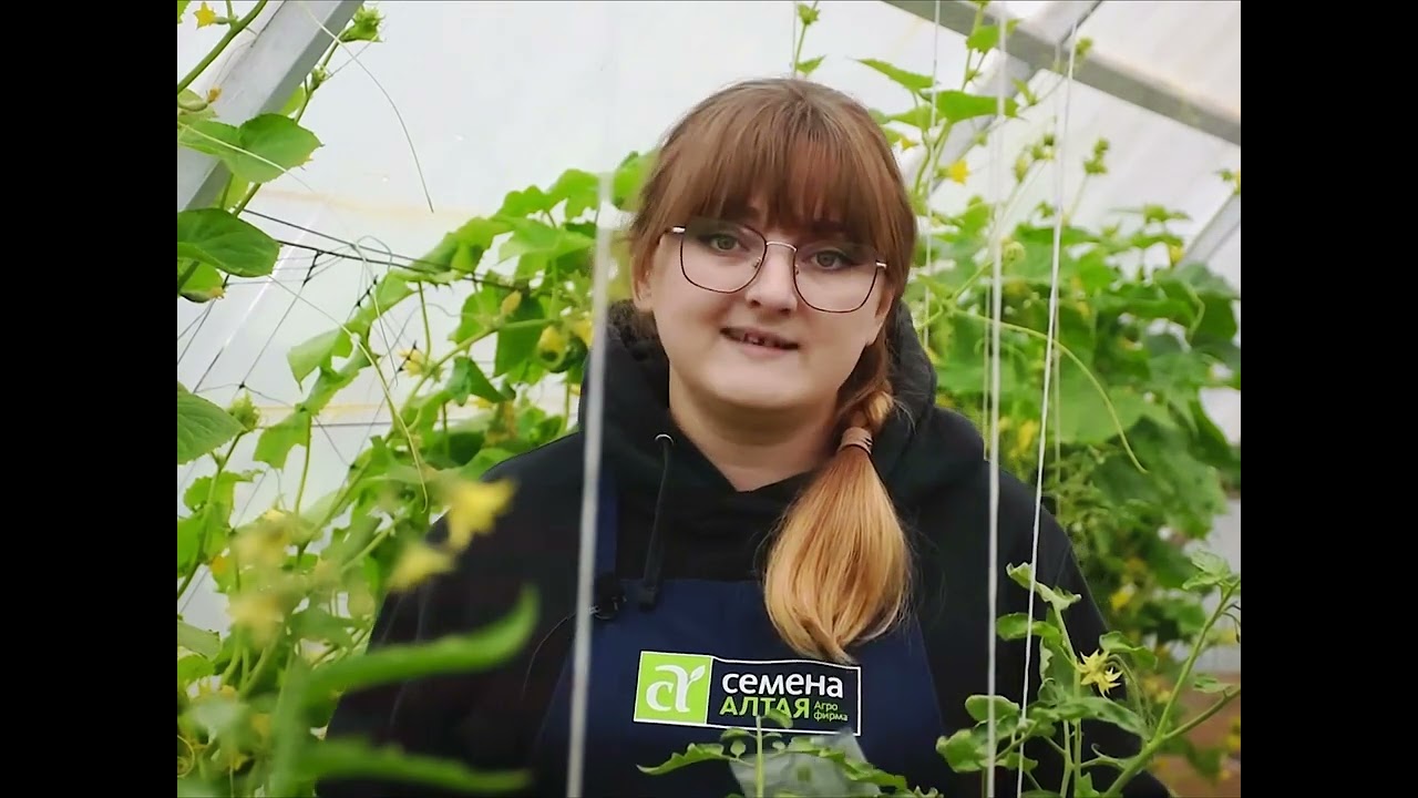 ПАУТИННЫЙ КЛЕЩ НА ОГУРЦАХ. ОБРАБОТАЙТЕ ОГУРЧИКИ СРОЧНО ЭТИМ! ТОП СРЕДСТВ ОТ ПАУТИННОГО КЛЕЩА