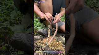 Primitive Fire Mastery: Watch a Survival Expert Ignite Flames with Friction and Ancient Technique!🔥🌲