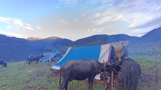 Simple nepali Mountain Village Life With beautiful Natural || Nepali village Life |real life