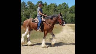 Can Clydesdales be ridden if they are 19 hands tall? Yes they can! #short#shortvideo#shorts#horse