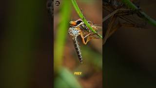 The 5-Eyed Fly That Hunts in Mid-Air! 😱 #macro #insects #naturefacts #asmr