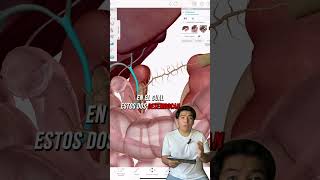 Anatomía de la vesícula biliar. Explicación sencilla