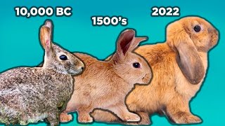 The History of Rabbits