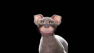 sphynx drole lol funny screenshot 4