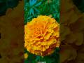 গাঁদা ফুল #tiktok #flowers #ফুল #গাদাফুল #গাদ