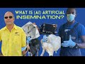 (A.I) ARTIFICIAL INSEMINATION WITH DR.CRAIG FROM NUTRAMIX FEED|| DEMONSTRATION AND EXPLANATION HOW