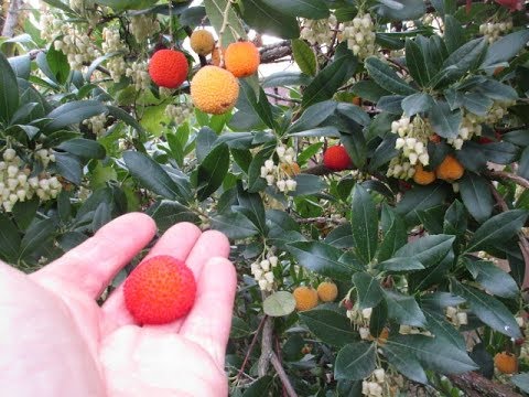 Arbutus Strawberry Trees with Fruit