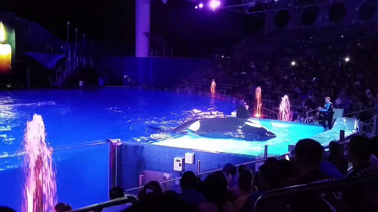 Shamu Christmas Miracle SeaWorld - YouTube