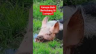 Download Lagu Kenapa Babi Berkubang Di Lumpur?? MP3