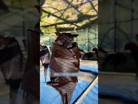 🤔Чем так удивительны летучие мыши