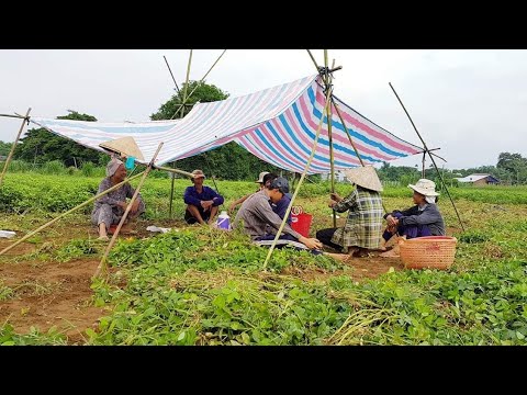 Yêu Cuộc Sống Thế Này - Cô Út Miền Tây.Tập 191