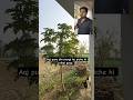 Last part - Murgi bhi sambhalni, fasal bhi bachani #shorts #viral #trending