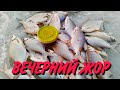 К вечеру как пошли кивочки в пляс)Отличная рыбалка на тарашку(густеру)