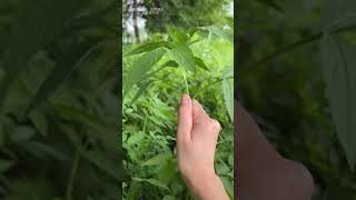 Đã Xinh Xin Đừng Ỉa Bậy