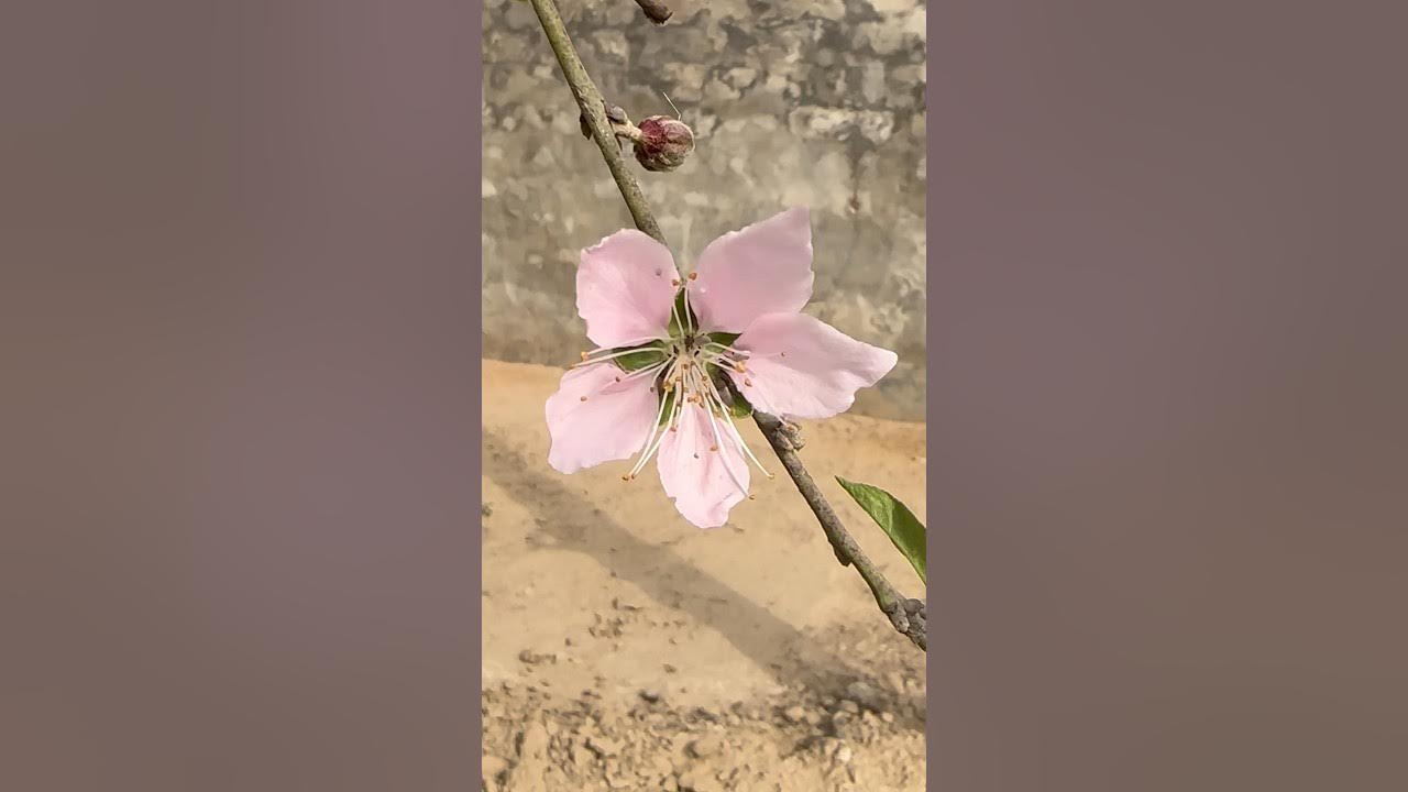 Apricot blossom πΈ|apricot flower| #apricots #blossom #pinkflower #fruitgarden #fruit #shorts #viral Apricot blossom πΈ|apricot flower| #apricots #blossom #pinkflower #fruitgarden #fruit #shorts #viral
