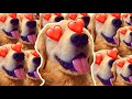 My Dogs PUPPY EYES Trick! | CUTE GOLDEN RETRIEVER