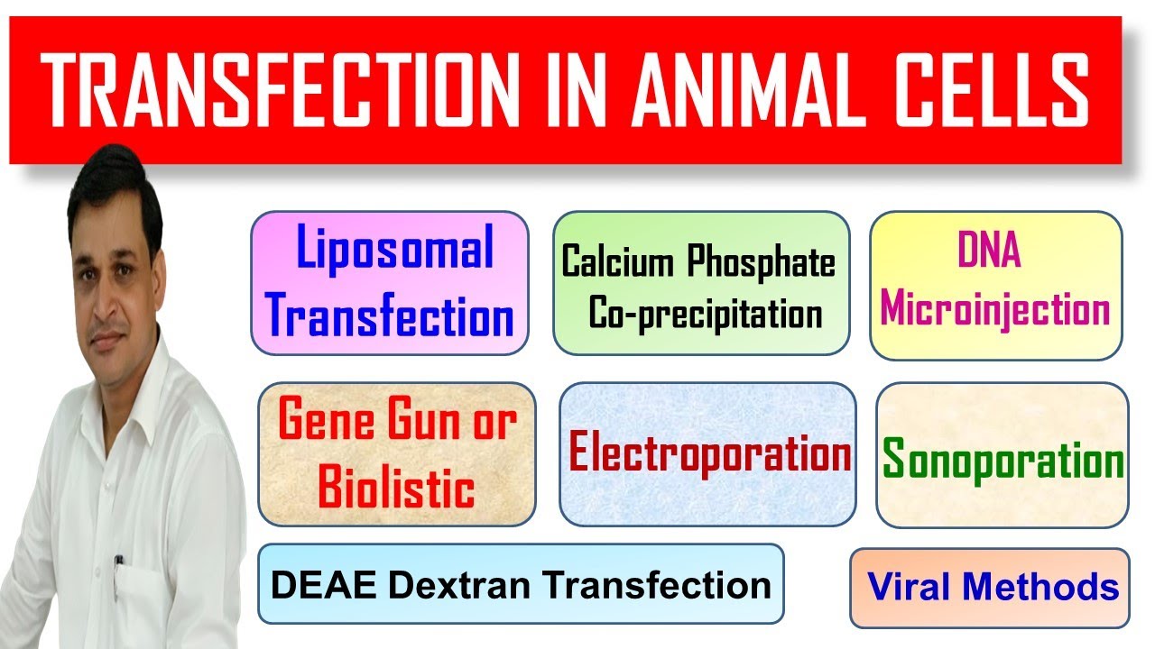 Transfection Methods For Animal Cells