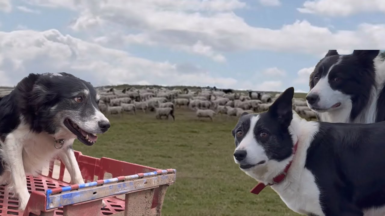 Three amazing sheepdogs in action 