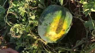 Watermelon Harvest Tips