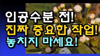[배재배]배농사의 시작, 꽃가루 채취 전과정 공개/꽃 피기 전, 이 작업이 가장 중요합니다.