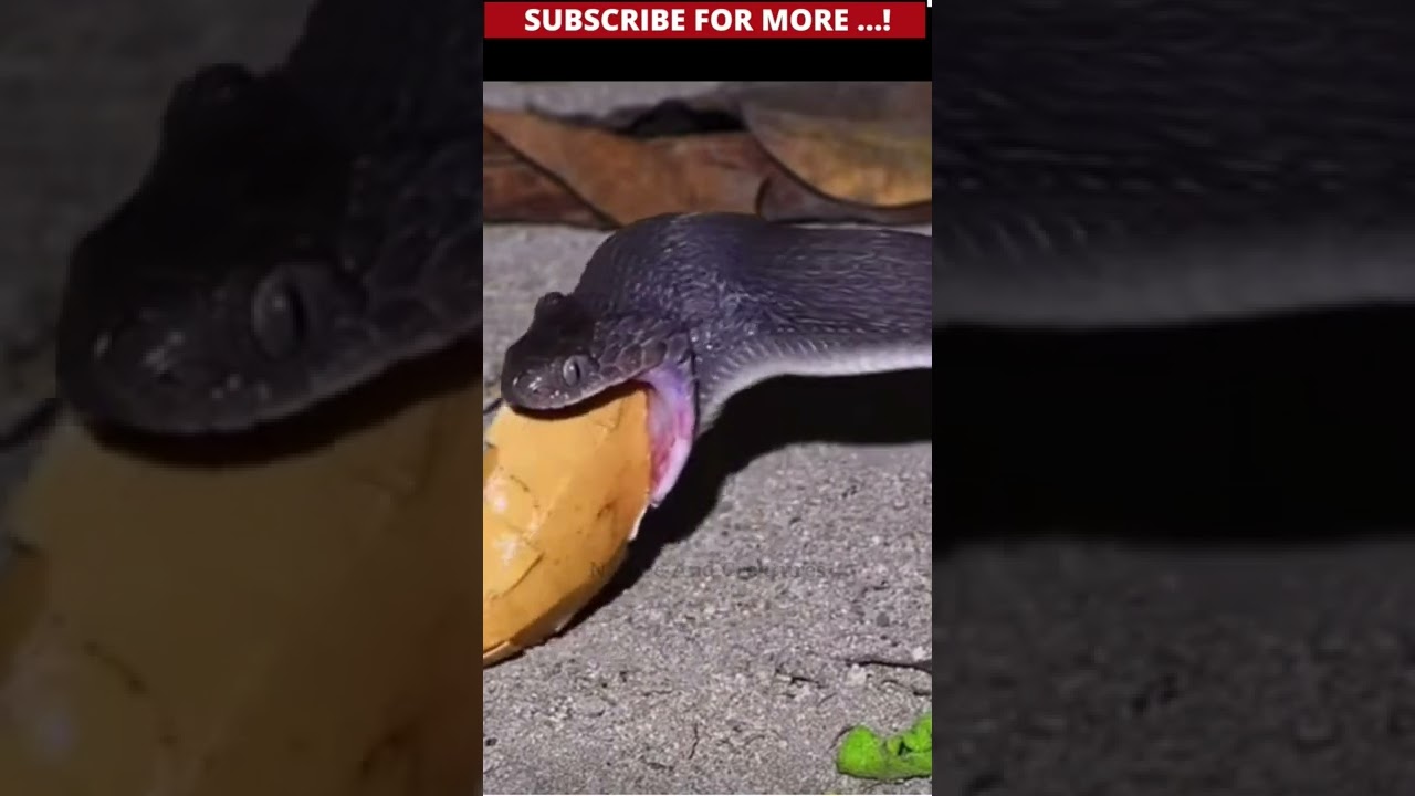 Eating whole went wrong for snake 