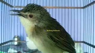 Pancingan Untuk Ciblek Gunung Jarang Bunyisekali Dengar Langsung Nyaut