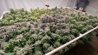 West Coast Croppers - Week 9 harvest day the Ramjam & Blue Cherry Pie   New product reveal…GROWCAST