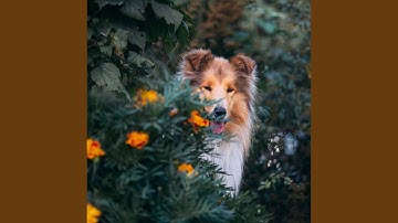 Magnificent Backdrops for Calming Down with Puppy