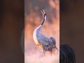Weird Animal Sounds #wildanimals #nature #shorts