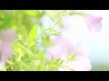西宮北山緑化植物園　NISHINOMIYA kitayama macromovie の動画、YouTube動画。