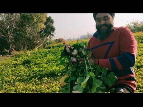 ਸਿਆਲ ਵਾਲੀ ਸਬਜੀ ਦੀ ਤਿਆਰ ੀ#punjabi life beautiful life # punjabi lifestyle my vlog