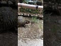 フロリダハコガメ　カメプロスを食べる