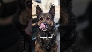 K9 Beny retires after nearly decade-long career, seized over $10.2M in drugs in Merced, California