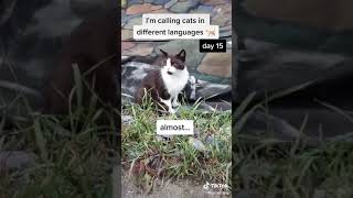 I'm calling cats in different languages 🐈 day 15