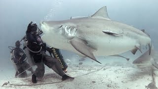 Кормление огромных бычьих акул под водой. Атака акулы, потрогал акулу.