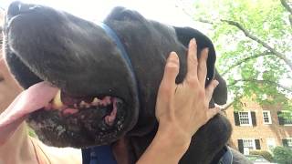 The GENTLE GIANT DOG FROM GERMANY! Great dane Tenny Blue! by KRob runs dogs and saves cats! 2,643 views 5 years ago 56 seconds