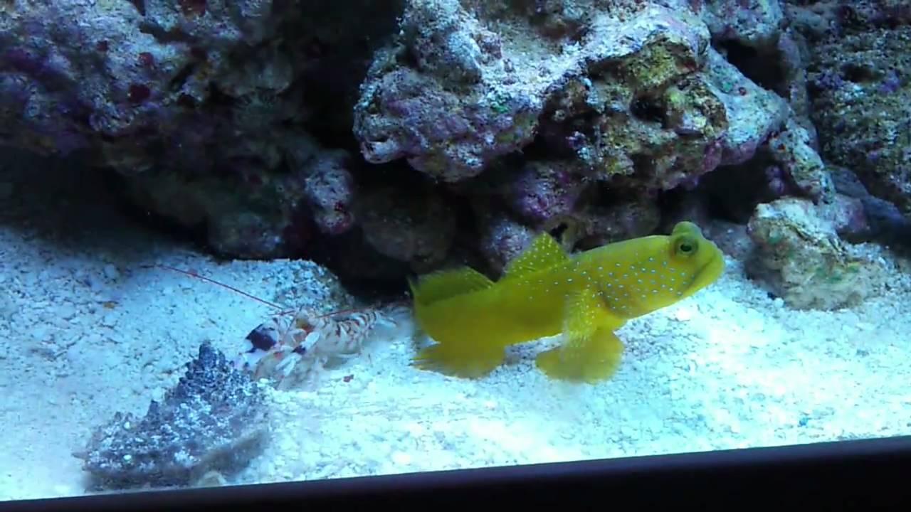 cryptocentrus cintus avec alpheus bellulus