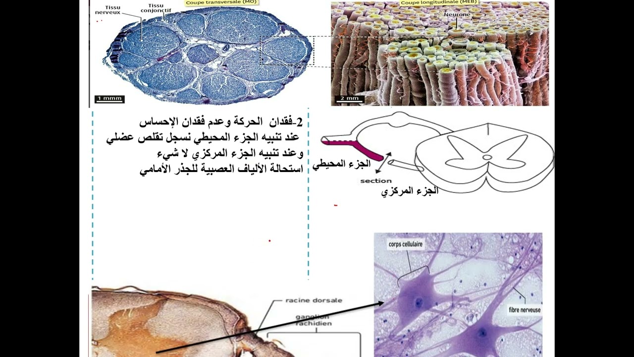 العرض الثامن في التنظيم العصبي  المركز العصبي للمنعكس العضلي