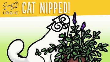 Why do cats go crazy for Catnip? - Simon