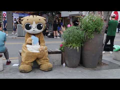 JHKTV] 신촌 명물고양이  shinchon special <strong>cat</strong> <strong>As</strong> you Fade Away (song)