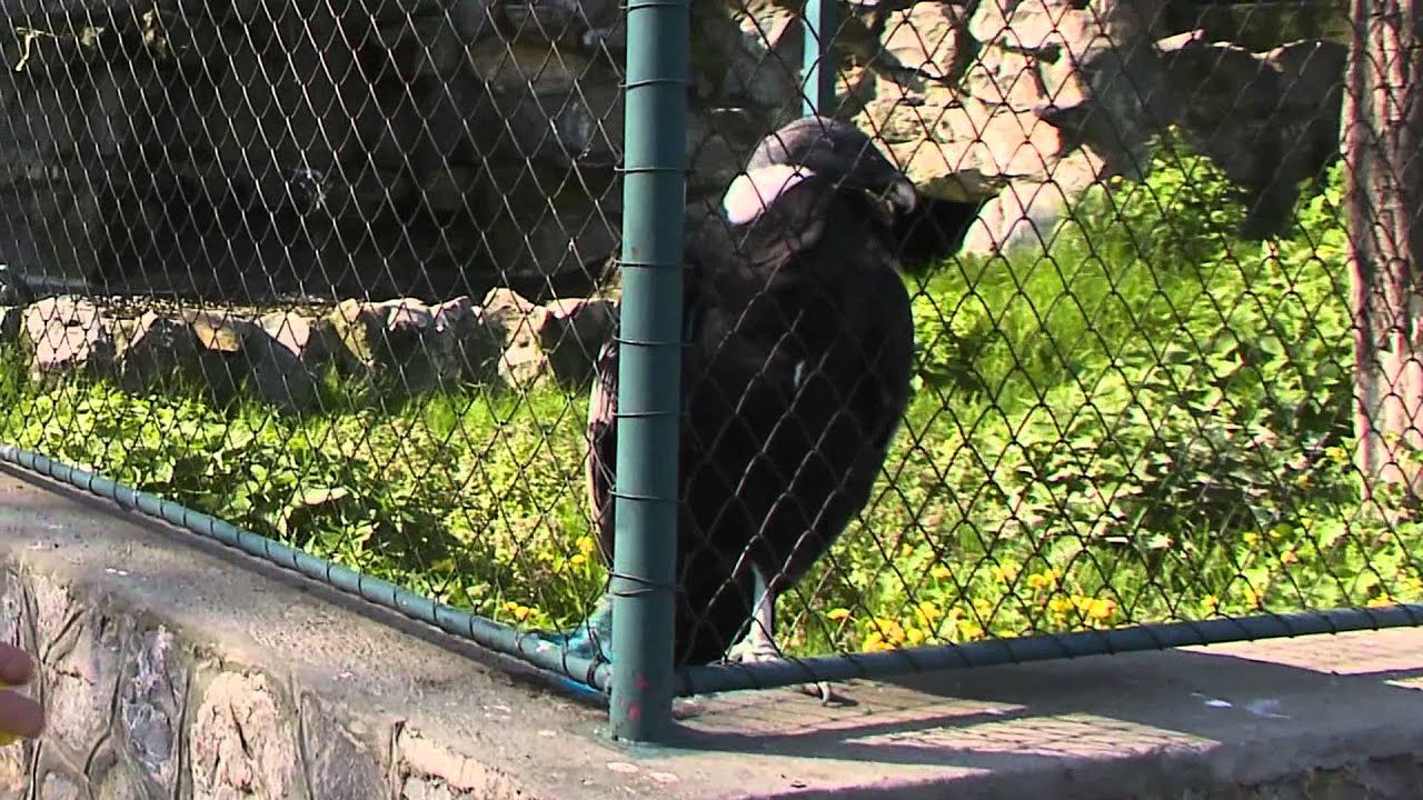 Belgrade Zoo 2011 Episode 1 Part 2