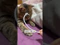 사냥 캣 #cat #고양이 #고양이일상 #cute