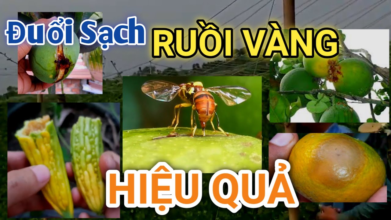 Cách Làm BẪY DIỆT SẠCH RUỒI VÀNG Đục Quả | Mẹo đuổi... - youtube