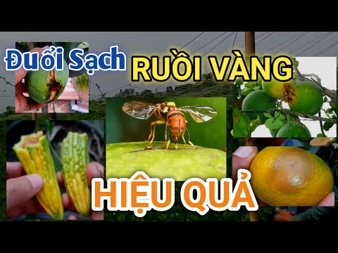 Video Cách Làm BẪY DIỆT SẠCH RUỒI VÀNG Đục Quả | Mẹo đuổi... - youtube