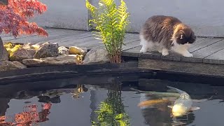 This Will Calm Your Mind- Lovely Friendship Between Animals by Xiedubbel 3,368 views 1 year ago 2 minutes, 9 seconds