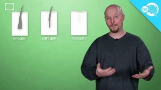 Why Do People Go Bald? Details