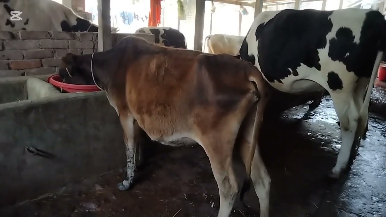 কুরবানির গরু কিনেই ফেললাম