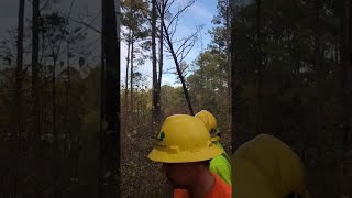 Dead Trees Can Be Dangerous || ViralHog