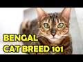 Bengal cat breed 101 everything you need to knowall cats